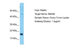 NAT13 Antibody, Novus Biologicals 100 &mu;L | Buy Online | Novus Biologicals | Fisher Scientific